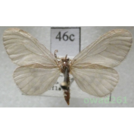 Sterrhopterix fusca (Haworth, 1809) Czech46c